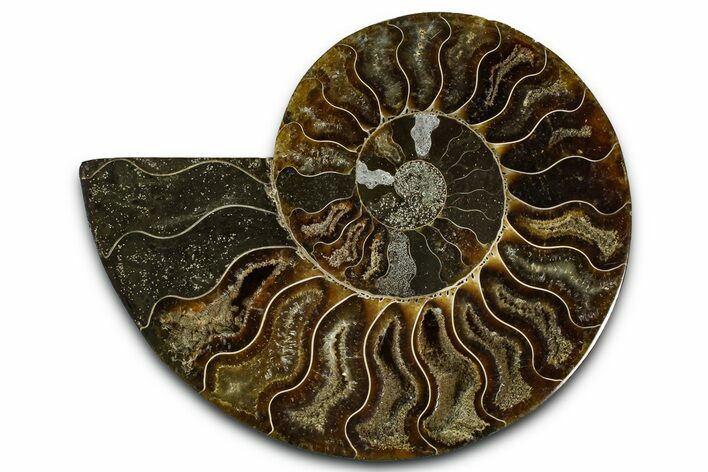 Cut & Polished Ammonite Fossil (Half) - Madagascar #364883